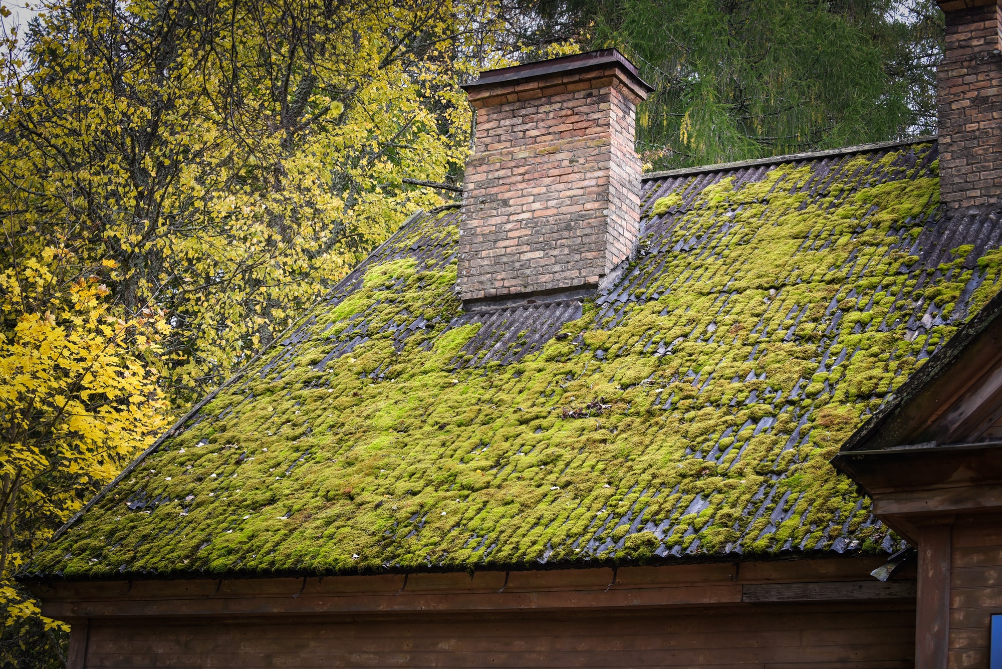 The roof surface of the house is overgrown with moss. Chimneys on the roof of the house